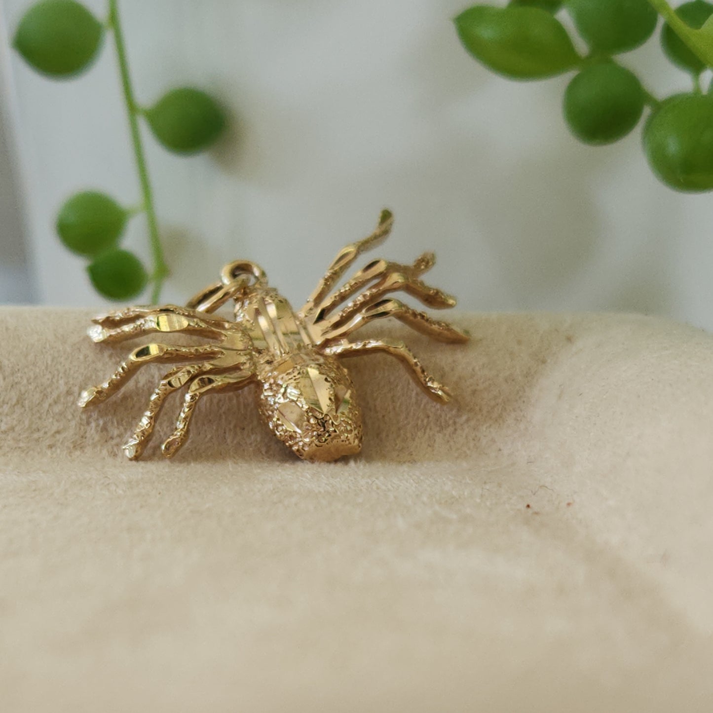 Splendid Spider