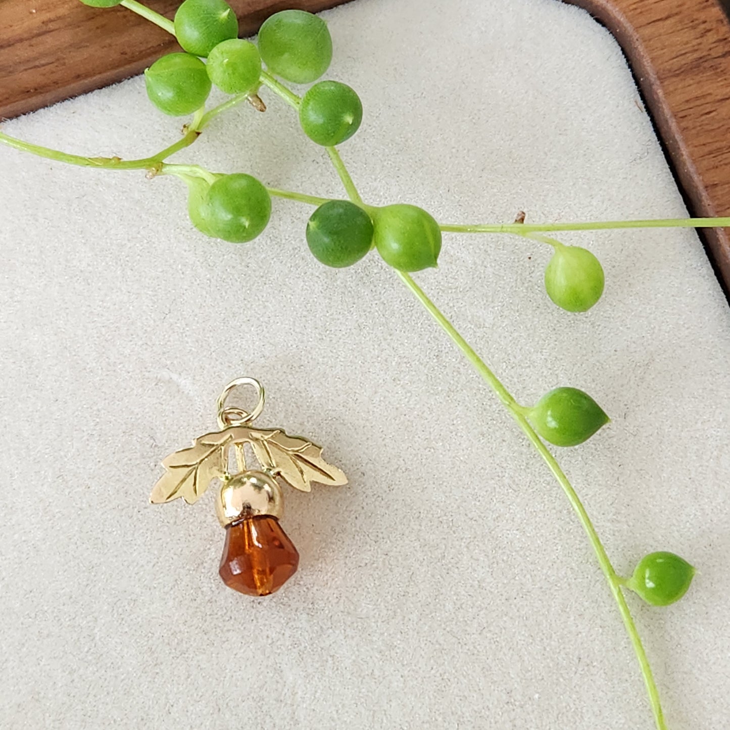Little Acorn